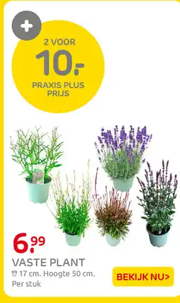 Praxis Vaste plant aanbieding
