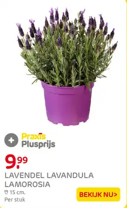 Praxis Lavendel lavandula lamorosia aanbieding