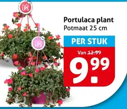 Hoogvliet Portulaca plant aanbieding
