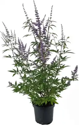 Intratuin Russische Lavendel (Perovskia atriplicifolia 'Prime Time') D 17 H 50 cm aanbieding