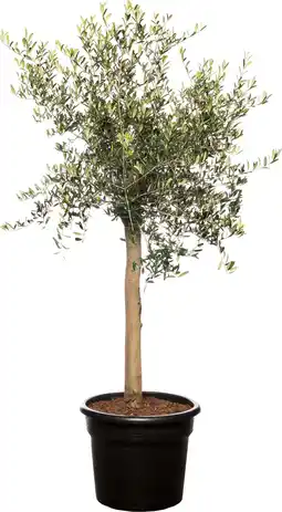 Intratuin Olijfboom (Olea europaea) D 35 H 160 cm aanbieding