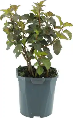 Intratuin Blaasspirea (Physocarpus opulifolius 'Diabolo') D 17 H 35 cm aanbieding