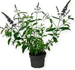 Intratuin Vlinderstruik (Buddleja davidii 'Ellen's Blue') D 19 H 50 cm aanbieding