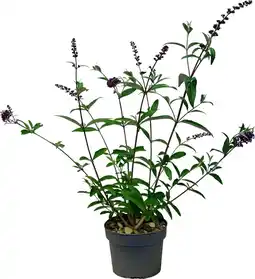 Intratuin Vlinderstruik (Buddleja davidii 'Royal Red') D 19 H 50 cm aanbieding