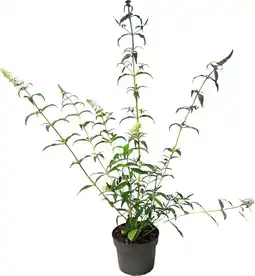 Intratuin Vlinderstruik (Buddleja davidii 'White Profusion') D 19 H 50 cm aanbieding