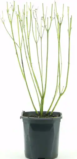 Intratuin Canadese Kornoelje (Cornus stolnifera 'Flviramea) D 17 H 40 cm aanbieding
