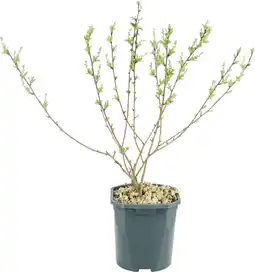 Intratuin Parelstruik (Exochorda racemosa) D 17 H 40 cm aanbieding