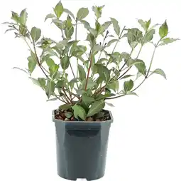 Intratuin Weigelia (Weigela florida 'Nana Purpurea') D 17 H 40 cm aanbieding