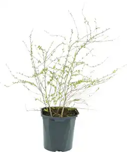 Intratuin Spierstruik (Spiraea cinerea 'Grefsheim') D 17 H 40 cm aanbieding