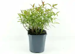 Intratuin Spierstruik (Spiraea japonica 'Anthony Waterer') D 17 H 40 cm aanbieding