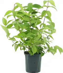 Intratuin Bruidsbloem (Deutzia hybrida 'Strawberry Fields') D 17 H 40 cm aanbieding