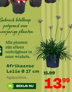Welkoop Afrikaanse Lelie 0 17 cm aanbieding