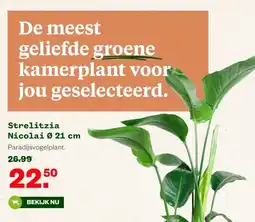 Welkoop Strelitzia Nicolai Ø 21 cm aanbieding