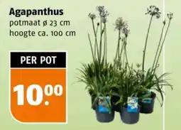 Poiesz Agapanthus aanbieding