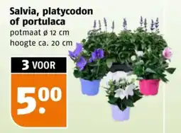 Poiesz Salvia, platycodon of portulaca aanbieding