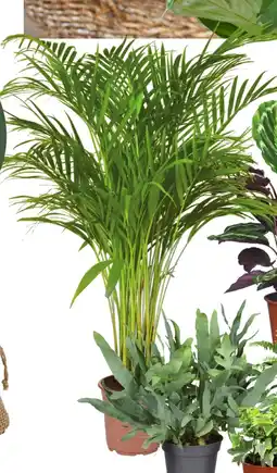 Deka Tuin Areca palm aanbieding