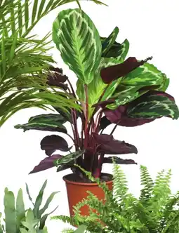Deka Tuin Calathea aanbieding