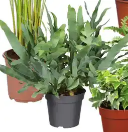 Deka Tuin Phlebodium aanbieding