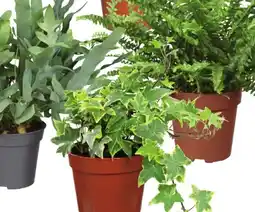 Deka Tuin Hedera aanbieding