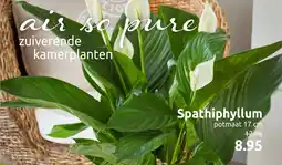 Deka Tuin Spathiphyllum aanbieding
