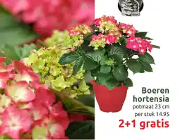 Deka Tuin Boeren hortensia aanbieding
