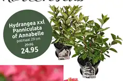 Deka Tuin Hydrangea xxl Panniculata of Annabelle aanbieding