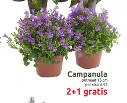 Deka Tuin Campanula aanbieding