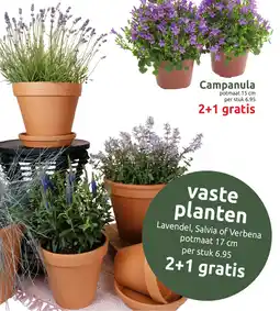 Deka Tuin vaste planten aanbieding