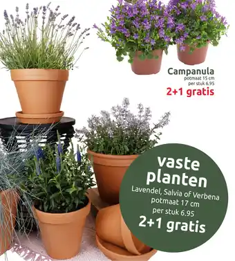 Vaste planten