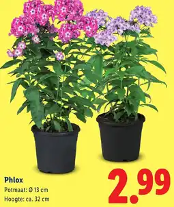 Lidl Phlox aanbieding