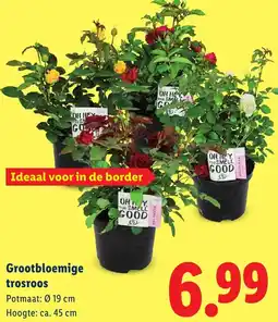 Lidl Grootbloemige trosroos aanbieding