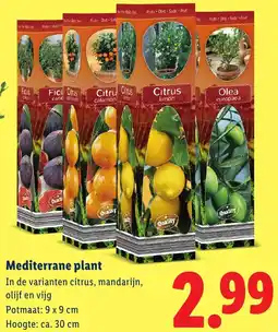 Lidl Mediterrane plant aanbieding