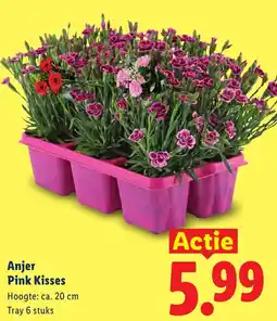 Lidl Anjer Pink Kisses aanbieding