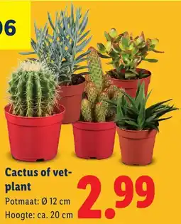 Lidl Cactus of vetplant aanbieding
