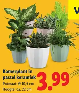 Lidl Kamerplant in pastel keramiek aanbieding
