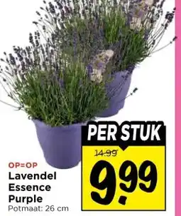 Vomar Voordeelmarkt Lavendel Essence Purple cm aanbieding