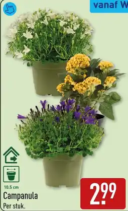 ALDI Campanula aanbieding