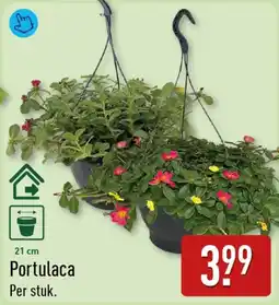 ALDI Portulaca aanbieding