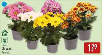 ALDI Chrysant aanbieding