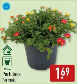 ALDI Portulaca aanbieding