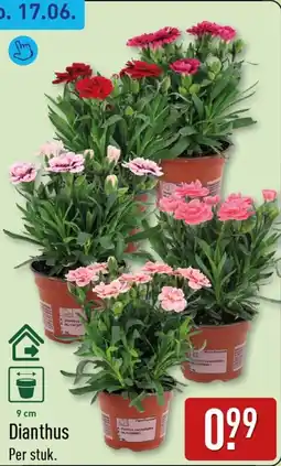 ALDI Dianthus aanbieding