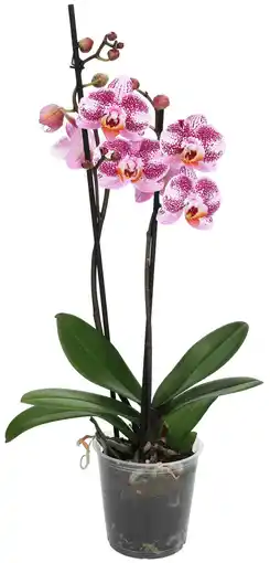 Dirk Vlinder orchidee 2 takken aanbieding