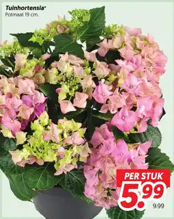 Dekamarkt Tuinhortensia aanbieding