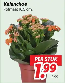 Dekamarkt Kalanchoe aanbieding