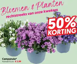 Dekamarkt Campanula aanbieding