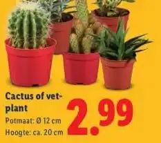 Lidl Cactus of vet- plant aanbieding