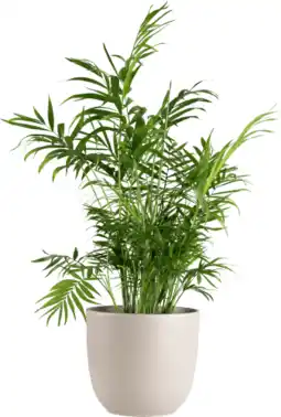 Dekamarkt Bloemen Chamaedorea exclusief pot aanbieding