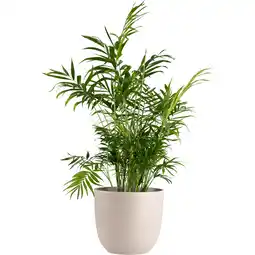Dekamarkt Bloemen Chamaedorea exclusief pot aanbieding