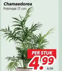 Dekamarkt Chamaedorea aanbieding