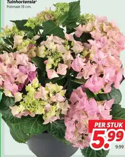Dekamarkt Tuinhortensia aanbieding